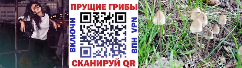 Псилоцибиновые грибы Psilocybine cubensis  Иваново 
